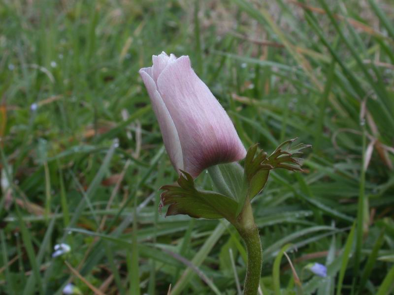 Anemone coronaria /  Anemone dei fiorai